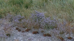 author not stated, no rights reserved Limonium binervosum, photograph author not stated, no rights reserved
