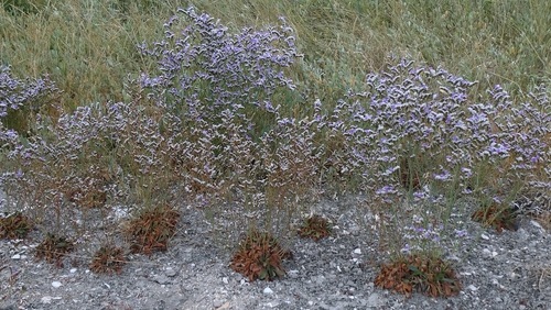 Limonium binervosum, photograph 4