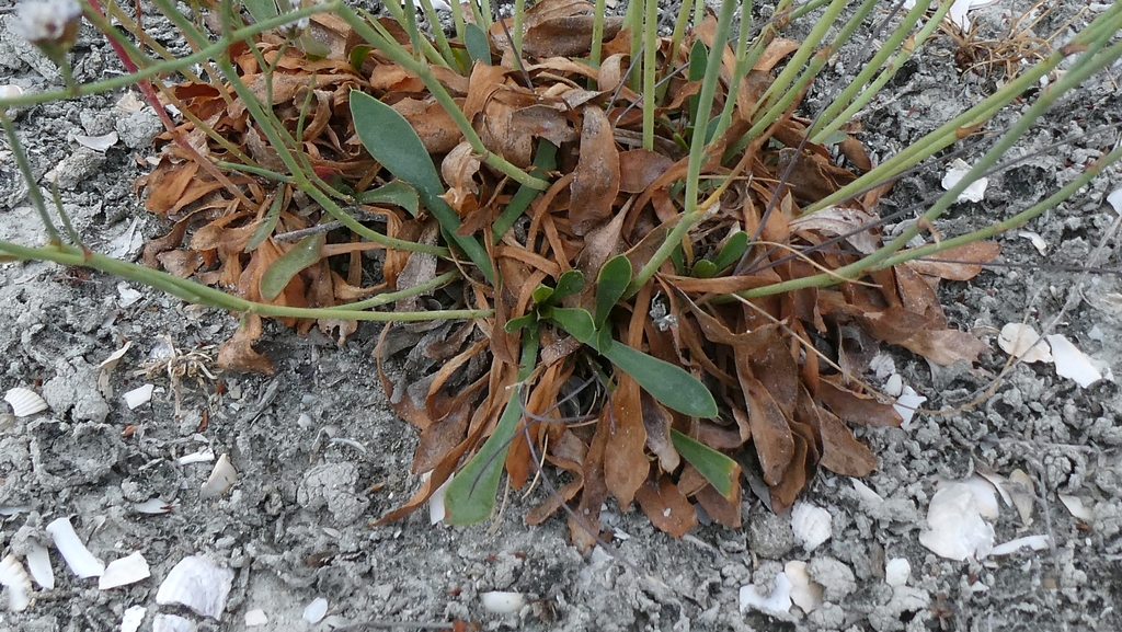 Limonium binervosum; photograph author not stated, no rights reserved