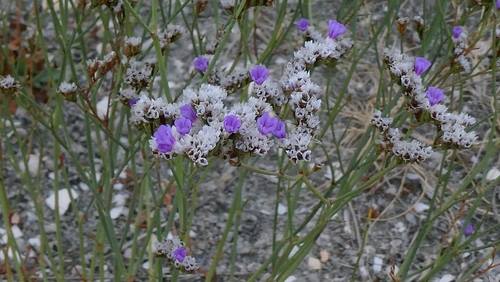 Limonium binervosum, photograph 5