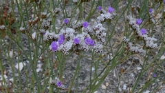 author not stated, no rights reserved Limonium binervosum, photograph author not stated, no rights reserved
