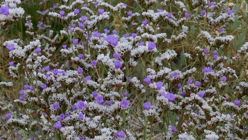 Limonium binervosum, photograph 6