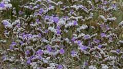 Limonium binervosum, photograph author not stated, no rights reserved