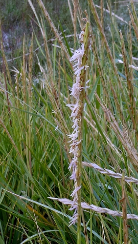 Sporobolus anglicus, photograph 5