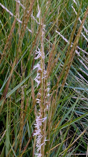 Sporobolus anglicus, photograph 4