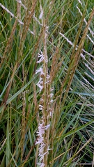 Sporobolus anglicus, photograph author not stated, no rights reserved
