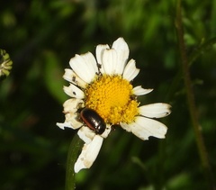 Chrysolina marginata