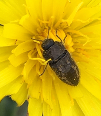 Acmaeodera