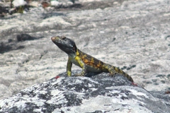 Pseudocordylus microlepidotus
