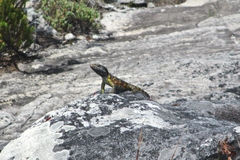 Pseudocordylus microlepidotus