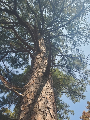Pinus echinata, photograph 1