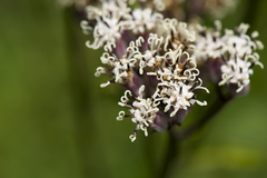 Syneilesis hayatae