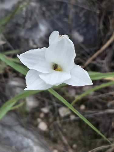 Zephyranthes drummondii, photograph 4