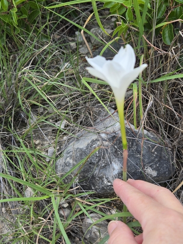 Zephyranthes drummondii, photograph 5