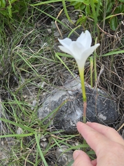 (c) Jo Roberts, some rights reserved (CC BY) Zephyranthes drummondii, photograph (c) Jo Roberts, some rights reserved (CC BY)