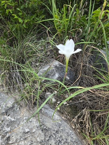 Zephyranthes drummondii, photograph 6