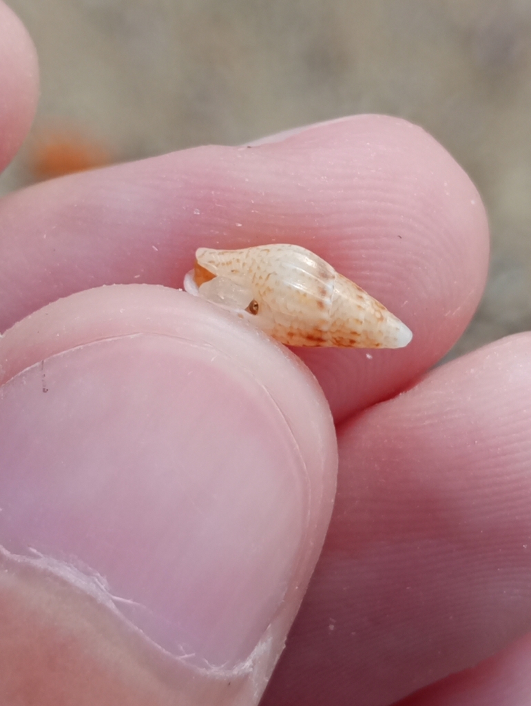 Florida dovesnail