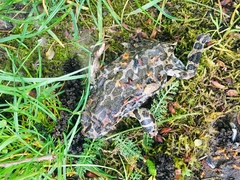 Bufotes viridis viridis