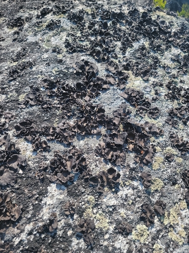 peppered rock tripe