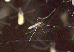 Cecidomyiidae