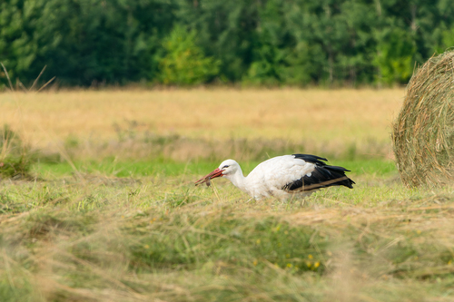 White Stork