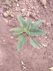 Angiospermae