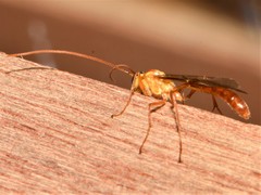 Ophion