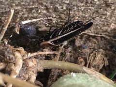 Pseudomops septentrionalis