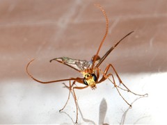 Ophion