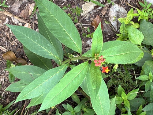 tropical milkweed