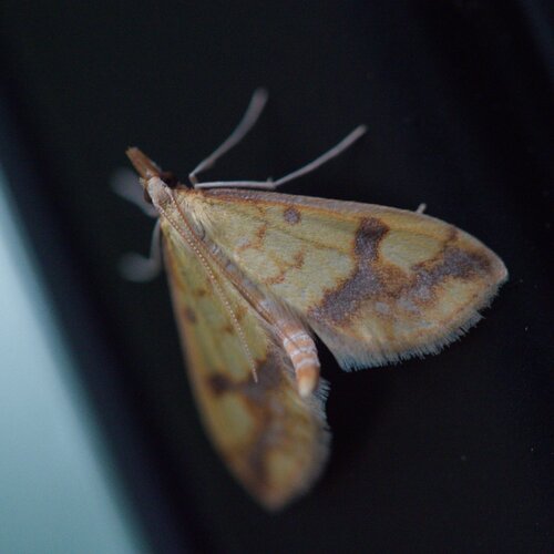 Choristostigma plumbosignalis photo 4