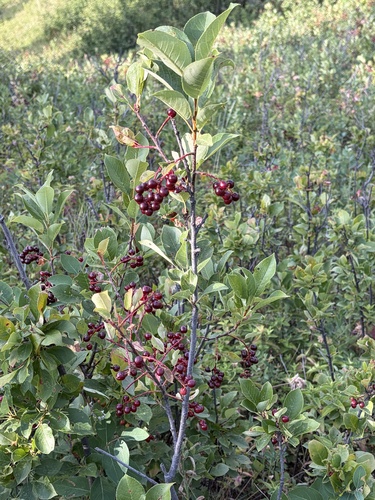 chokecherry
