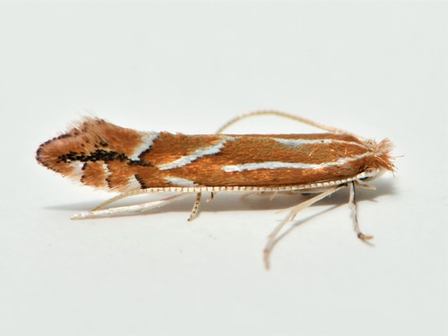 Firethorn Leafminer