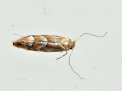 Phyllonorycter