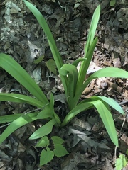 Hymenocallis occidentalis