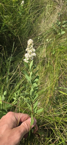 white meadowsweet