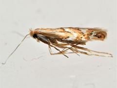 Phyllonorycter