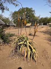 Aloe spicata, photograph (c) Lukas Zangl, some rights reserved (CC BY)