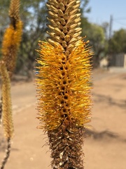Aloe spicata, photograph (c) Lukas Zangl, some rights reserved (CC BY)