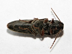 Melanotus villosus