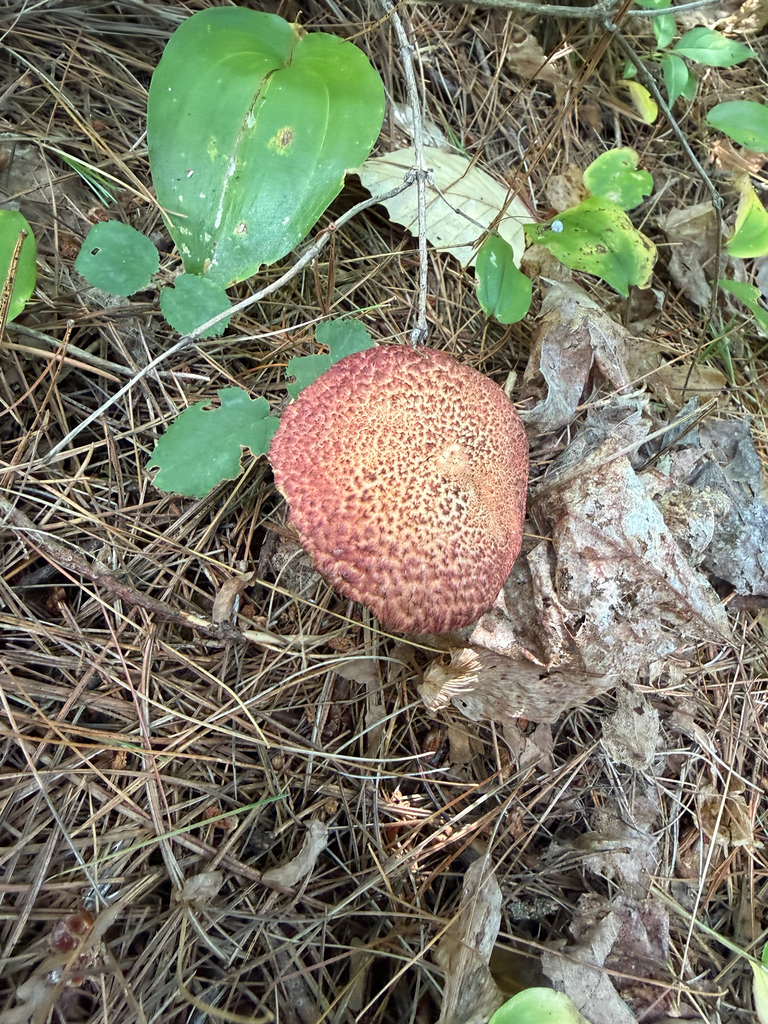 Painted Suillus · August 2026 · photo: Photo: (c) Dan MacNeal, some rights reserved (CC BY) · iNaturalist
