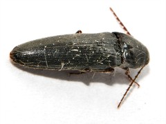 Melanotus villosus