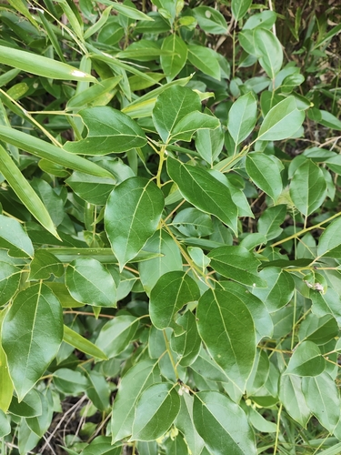 Camphor