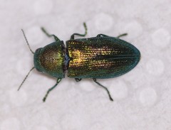 Chrysophana placida
