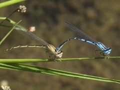 Enallagma praevarum