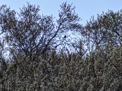 Luscinia megarhynchos