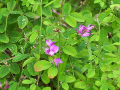 Lespedeza frutescens