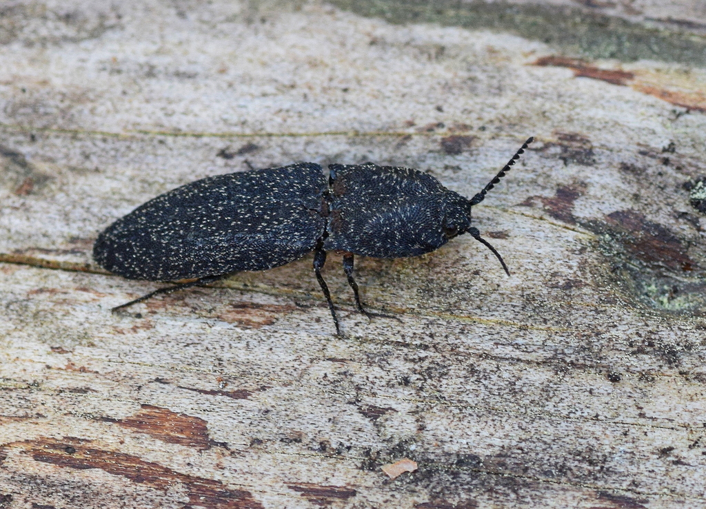 Lacon punctatus
