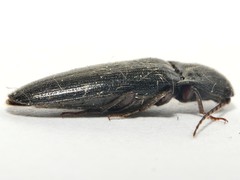 Melanotus villosus