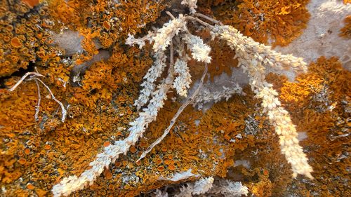 Valantia muralis, photograph 2